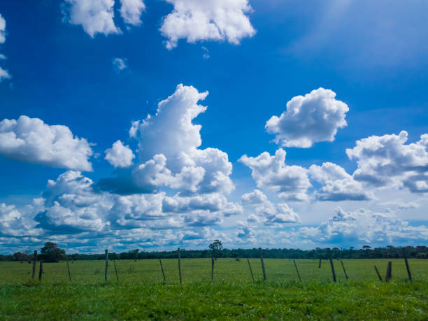istock Green grass field and bright blue sky. Background. 1093284952