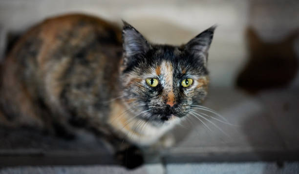 istock Street cat portrait 1093285002