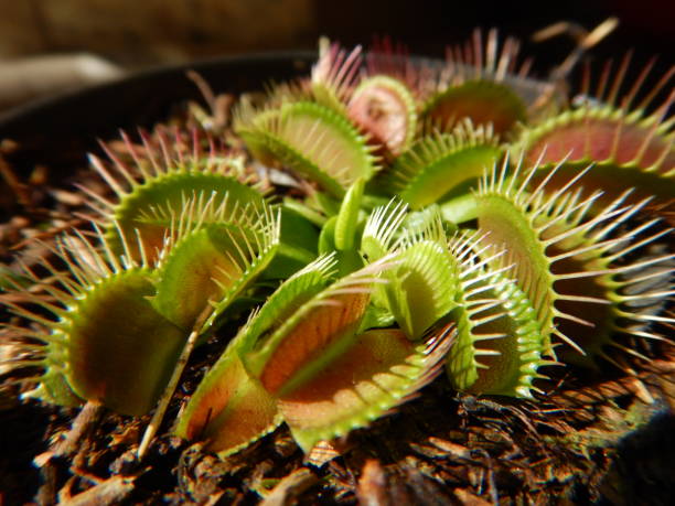 istock The Venus flytrap carnivorous plant, macro photography, exotic tropical floral 1093287590