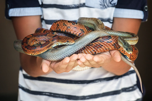 Close-up of boy's hands holding couple of brown and gray corn snakes. Young colorful reptiles became intertwined with each other and formed a snake ball. Selective focus. Unfocused boy at background.