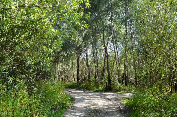 istock Green forest with high trees and little lake in it. Summer walking 1093293422