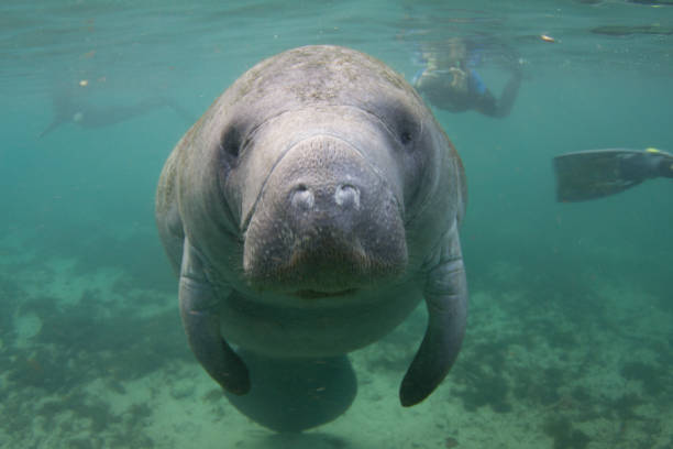 manatí de florida bajo el agua con snorkel - manatee fotografías e imágenes de stock