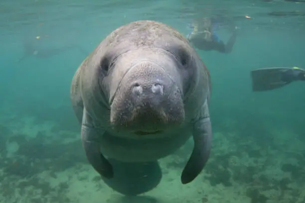Endangered Florida Manatee Underwater with Snorkelers in Background
