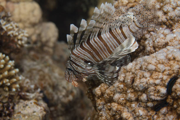 istock Common Lionfish in Red Sea 1093295280
