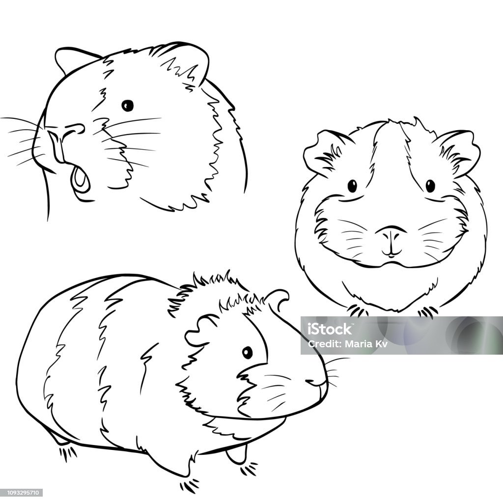 Comment Dessiner Un Cochon D inde Dodu Mignon Cobaye Croquis Dessin Noir Et Blanc Graphique Vectoriel Vecteurs libres de droits et plus d'images vectorielles de Cochon d'Inde - iStock