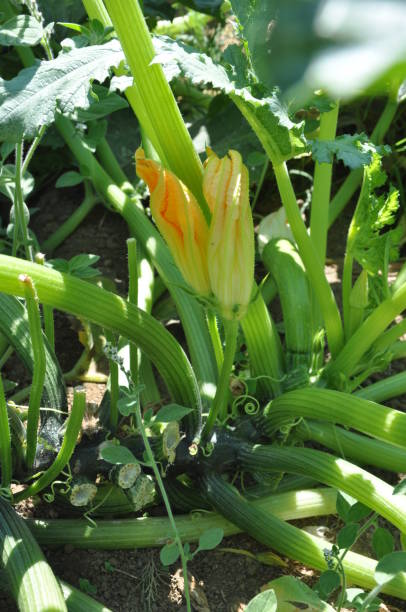 красивые цуккини в сельскохозяйственных угодьях - plowed field field fruit vegetable стоковые фото и изображения