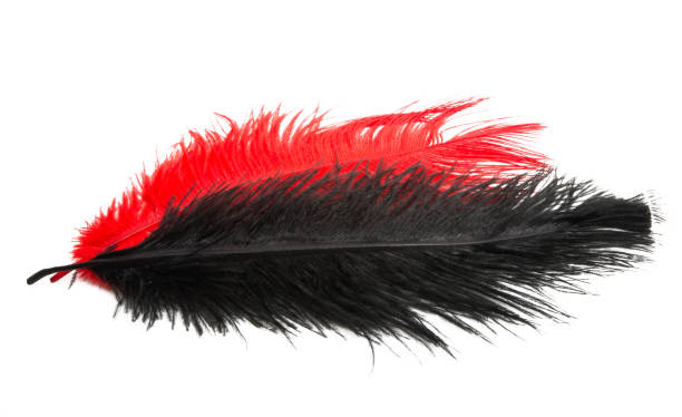istock color ostrich feather isolated 1093297856
