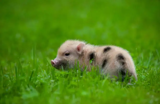 Cute little piglet of minipig in grass