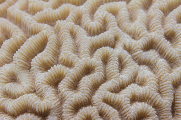 istock Brain Coral in Red Sea 1093304100