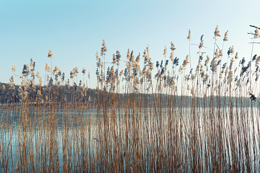 Beachgrass in front of lake in winter