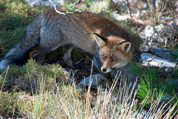 istock Common fox, in the Sierras de Cazorla, Segura and Las Villas. 1093306872
