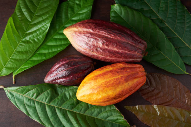 istock Cocoa pod on wooden desk 1093307812