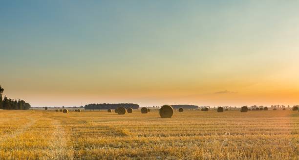 istock Summer landscape with stubble field 1093311572