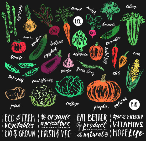 ręcznie rysowany szkic warzyw z ręcznymi napisami. - zucchini vector vegetable food stock illustrations