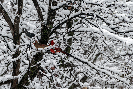 Three birds in a snow covered tree on a winterish day in Missouri