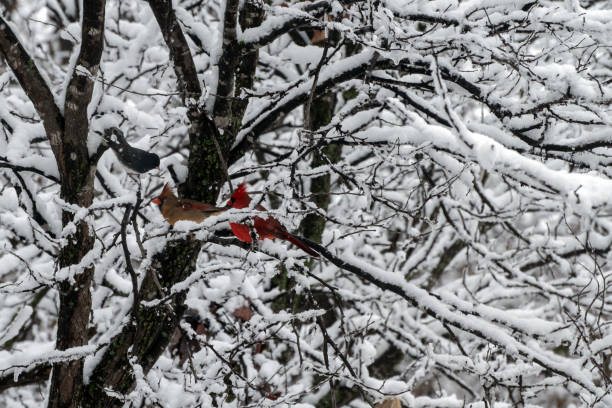 Birds in the snow Three birds in a snow covered tree on a winterish day in Missouri three red cardinals stock pictures, royalty-free photos & images