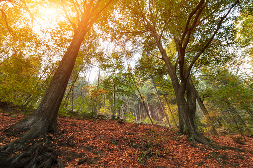 Landscape of colorful forest with sun rays through branches of trees. Autumn forest nature. Scenery of nature with sunlight. Understanding the spiritual meaning of nature and environment.