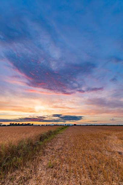 istock Spectacular sunset over stubble field 1093317922