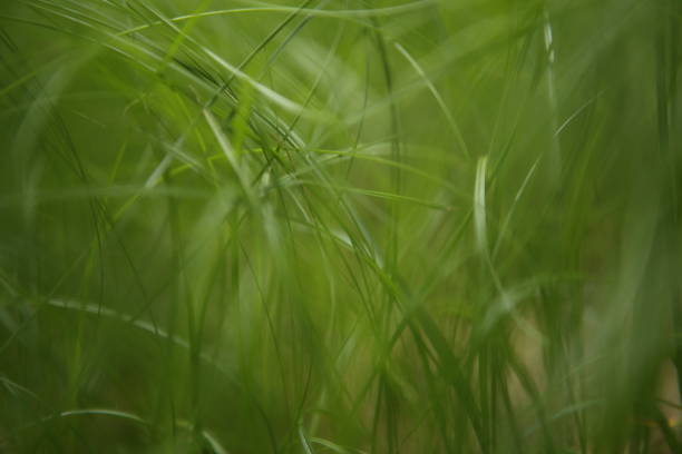 istock Green leaves of grass 1093319190