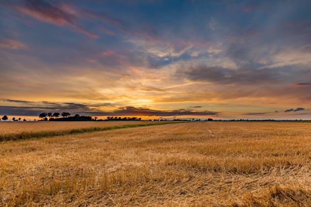 istock Spectacular sunset over stubble field 1093321736