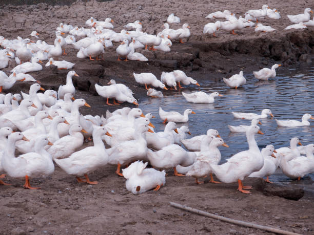 istock Domestic geese flock, Taiwan 1093324832