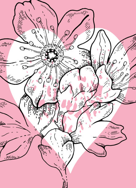 рука обращается сакура вишни цветы whith сердце фон для день святого валентина подарок теги, свадебное приглашение, матери день поздравитель� - cherry valentine stock illustrations