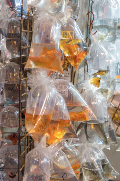 istock Goldfish in Bags 1093329458