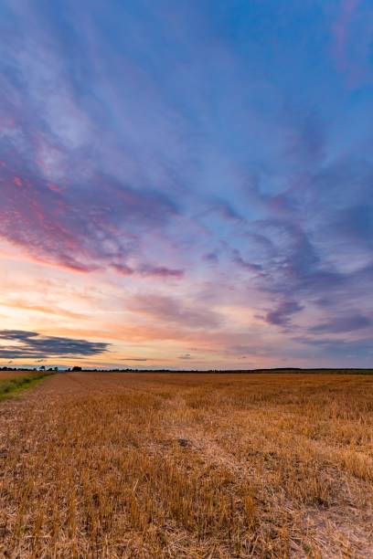 istock Spectacular sunset over stubble field 1093329496