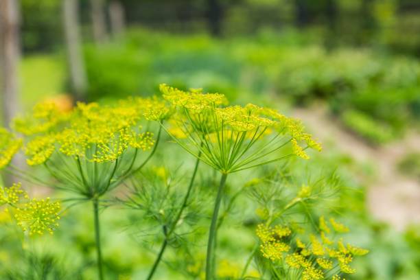 istock Dill flowers growing in vegetable garden 1093329940