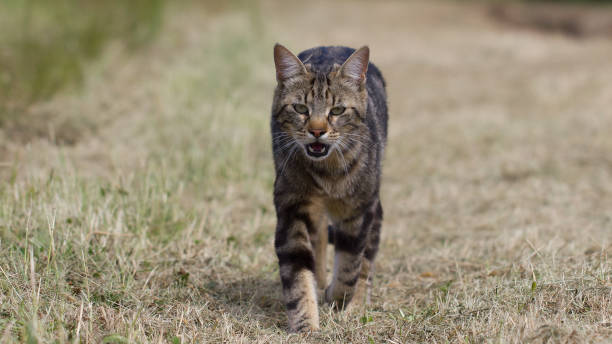 istock Papaya the feline. 1093330932