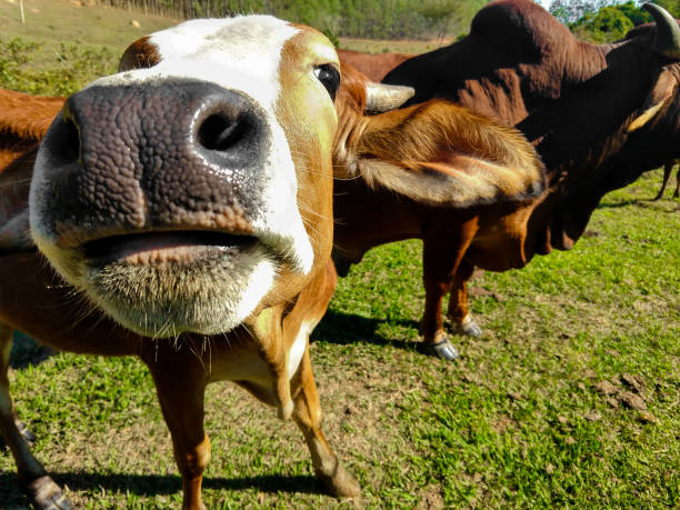 istock photogenic cow 1093334460