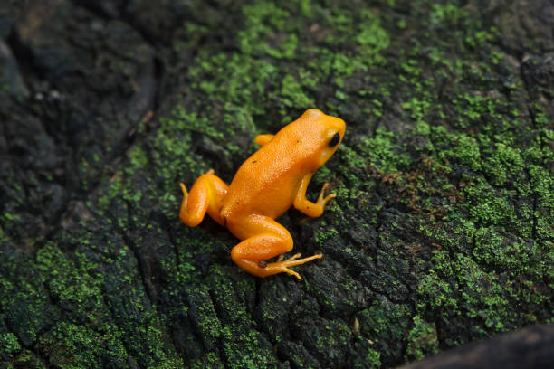 złota mantella (mantella aurantiaca). - golden frog zdjęcia i obrazy z banku zdjęć