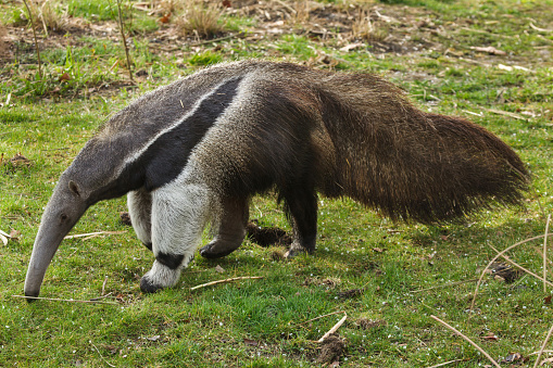Giant anteater (Myrmecophaga tridactyla), also known as the ant bear.