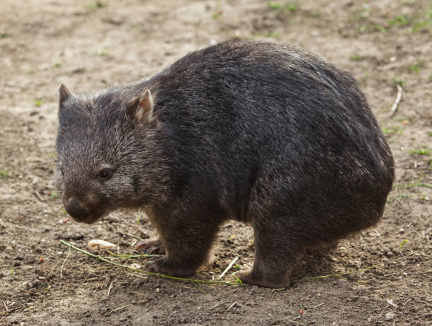 gemeinsamen wombat (vombatus ursinus). - wombat stock-fotos und bilder