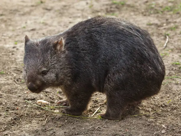 Common wombat (Vombatus ursinus). Wild life animal.