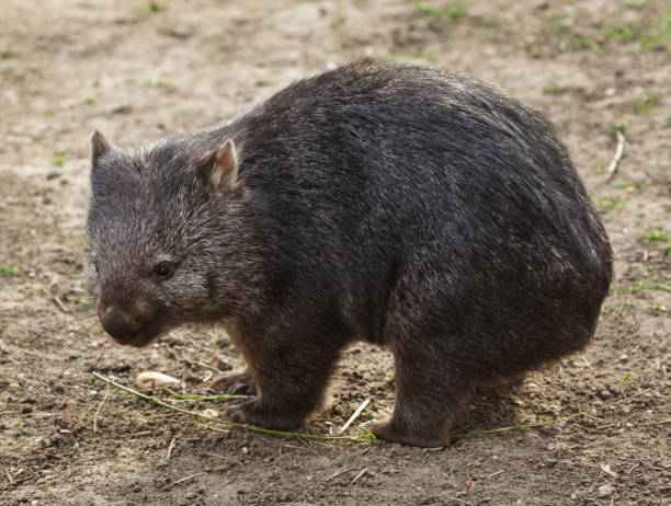 общий вомбат (vombatus ursinus). - wombat стоковые фото и изображения