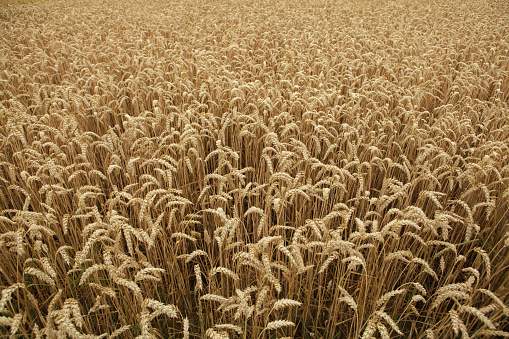 Ripe wheat field. Background texture.