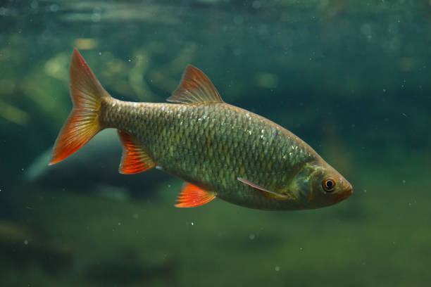 rudd común (scardinius erythropthalmus) - pez rutilo fotografías e imágenes de stock