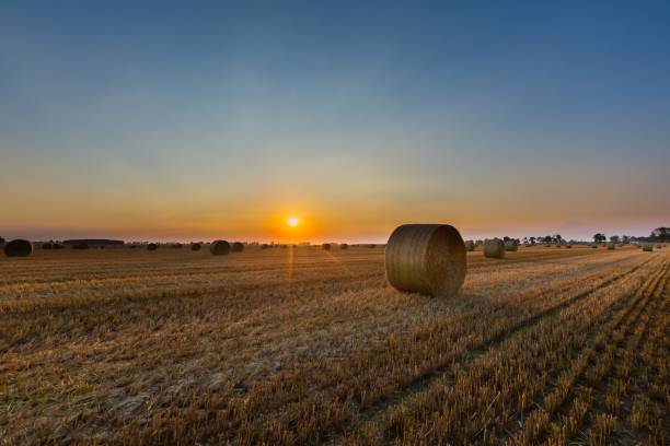 istock Summer landscape with stubble field 1093346896