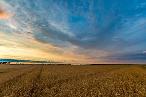 istock Spectacular sunset over stubble field 1093347018