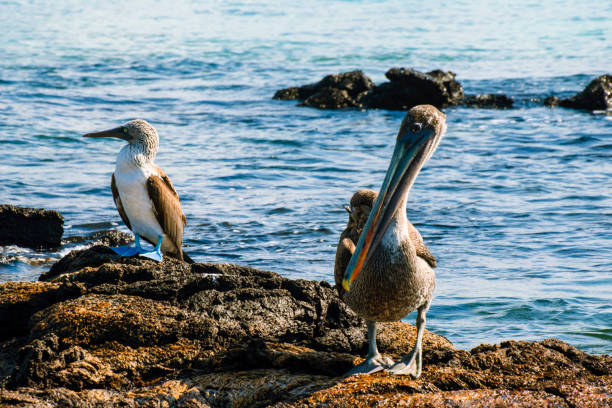 istock Blue Footed Booby and Pelican 1093351522