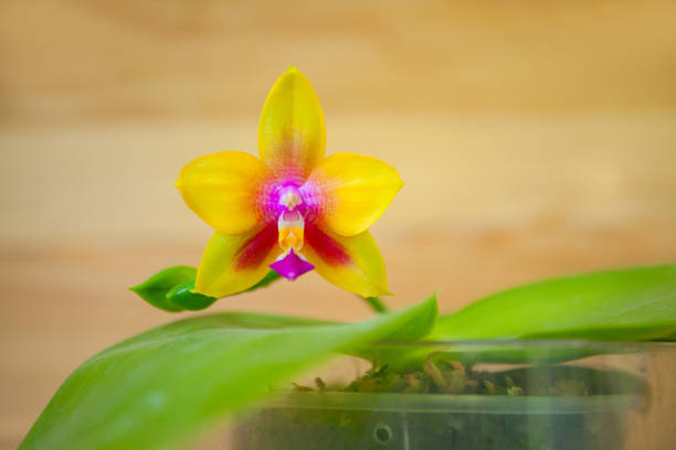 Beautiful rare orchid in a pot on a blurred background