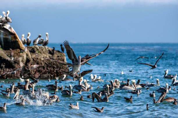 istock Brown Pelicans and Other Birds Foraging for Fish 1093362952