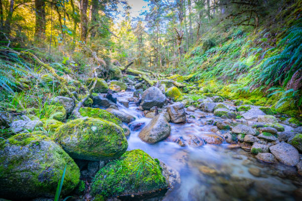 Natural fresh clean water flowing through and around granite boulders through lush green New Zealand bush.