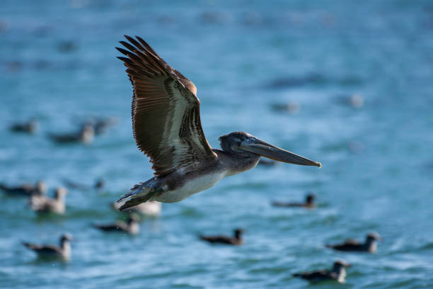 istock Brown Pelican Flying Over Pacific Coast 1093367732