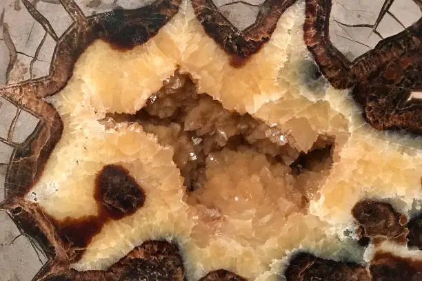 Photo of septarian nodule