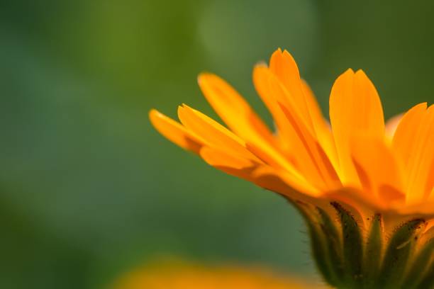 istock Marigold flower (Calendula officinalis) in close up 1093369644