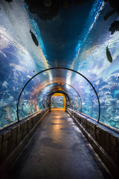 Tunnel inside an aquarium with many types of fish Tunnel inside an aquarium with many types of fish. An aquarium (plural: aquariums or aquaria) is a vivarium of any size having at least one transparent side in which aquatic plants or animals are kept and displayed. Fishkeepers use aquaria to keep fish, invertebrates, amphibians, aquatic reptiles such as turtles, and aquatic plants. The term "aquarium", coined by English naturalist Philip Henry Gosse, combines the Latin root aqua, meaning water, with the suffix -arium, meaning "a place for relating to".The aquarium principle was fully developed in 1850 by the chemist Robert Warington, who explained that plants added to water in a container would give off enough oxygen to support animals, so long as the numbers of animals did not grow too large. The aquarium craze was launched in early Victorian England by Gosse, who created and stocked the first public aquarium at the London Zoo in 1853, and published the first manual, The Aquarium: An Unveiling of the Wonders of the Deep Sea in 1854. An aquarium is a water-filled tank in which fish swim about. Small aquariums are kept in the home by hobbyists. There are larger public aquariums in many cities. This kind of aquarium is a building with fish and other aquatic animals in large tanks. A large aquarium may have otters, turtles, dolphins, and other sea animals. Most aquarium tanks also have plants. aquarium stock pictures, royalty-free photos & images