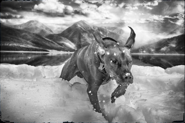 Dog running on a sunny snowy day in Twin Lakes, Colorado