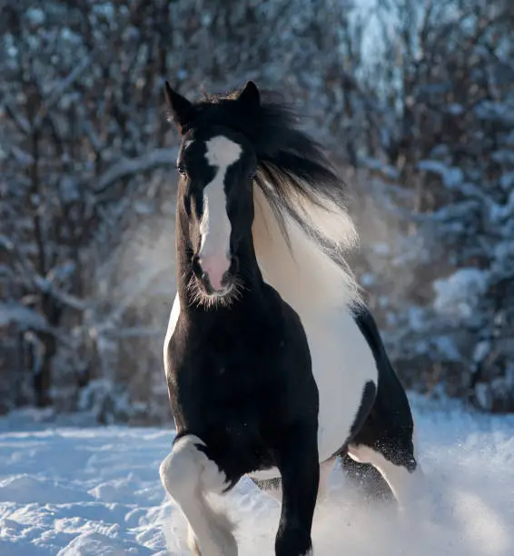 Irish cob winter portrait